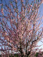 /album/elado-csaladi-haz/a2013-aprilis-23-033-jpg/